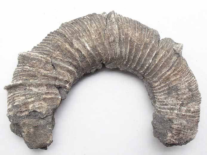 Fossile d'Ammonites Perisphinctoidea du jurassique Boulonnais