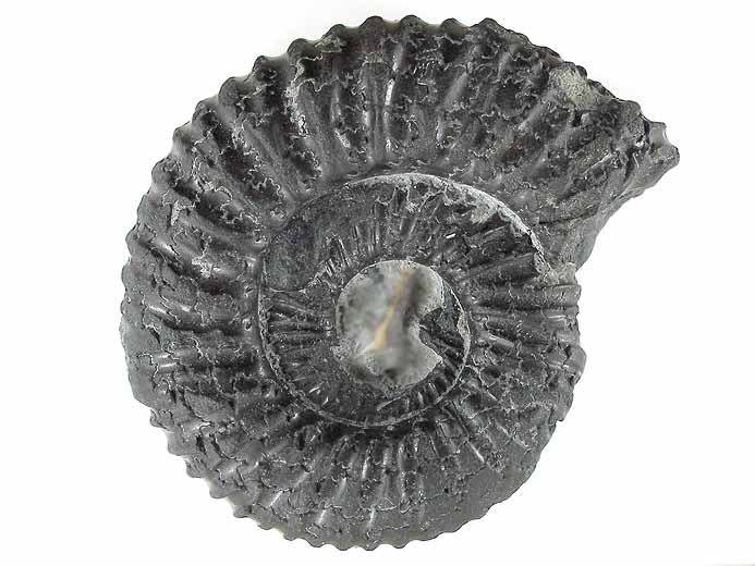 Fossile d'Ammonites Perisphinctoidea du jurassique Boulonnais