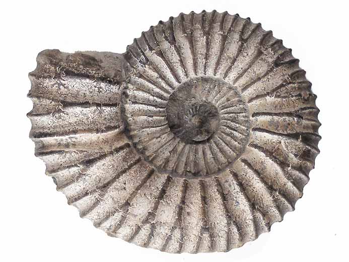 Fossile d'Ammonites Perisphinctoidea du jurassique Boulonnais