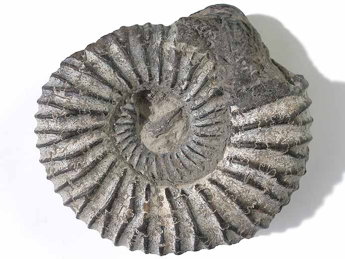 Fossile d'Ammonites Perisphinctoidea du jurassique Boulonnais
