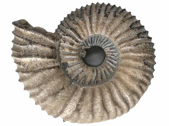 Fossile d'Ammonites Perisphinctoidea du jurassique Boulonnais