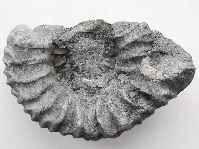 Fossile d'Ammonites Perisphinctoidea du jurassique Boulonnais