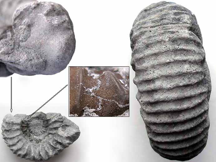 Fossile d'Ammonites Perisphinctoidea du jurassique Boulonnais