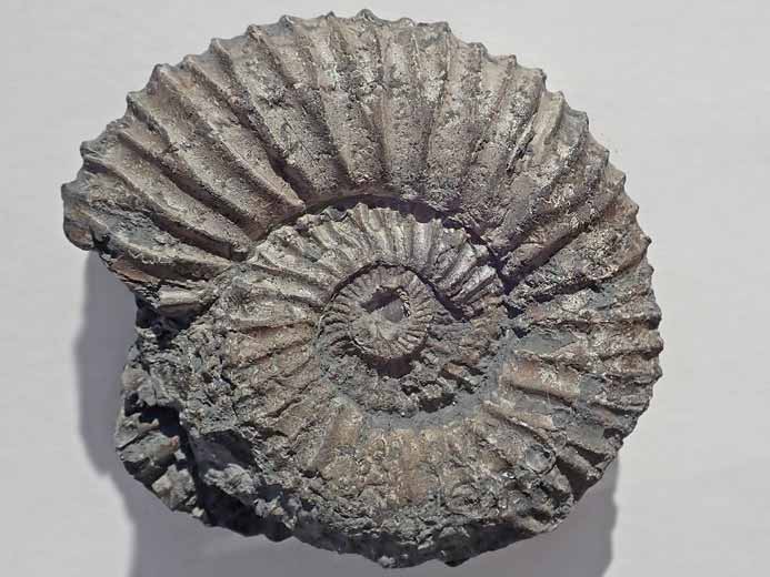 Fossile d'Ammonites Perisphinctoidea du jurassique Boulonnais