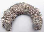 Fossile d'Ammonites Perisphinctoidea du jurassique Boulonnais