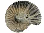 Fossile d'Ammonites Perisphinctoidea du jurassique Boulonnais