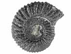 Fossile d'Ammonites Perisphinctoidea du jurassique Boulonnais