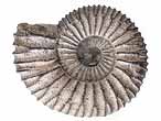 Fossile d'Ammonites Perisphinctoidea du jurassique Boulonnais