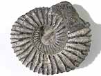 Fossile d'Ammonites Perisphinctoidea du jurassique Boulonnais