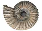 Fossile d'Ammonites Perisphinctoidea du jurassique Boulonnais
