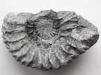 Fossile d'Ammonites Perisphinctoidea du jurassique Boulonnais