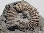 Fossile d'Ammonites Perisphinctoidea du jurassique Boulonnais