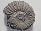 Fossile d'Ammonites Perisphinctoidea du jurassique Boulonnais