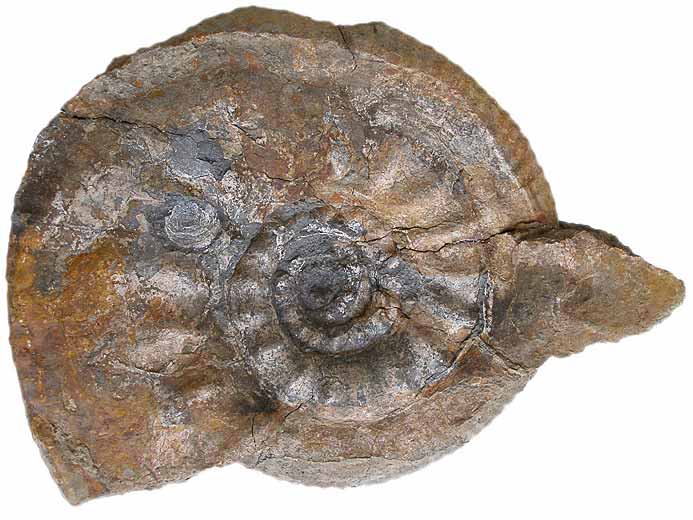 Rasenia cymodoce Ammonites - Fossiles jurassique Boulonnais