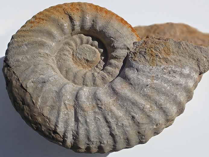 Rasenia sp Ammonites - Fossiles jurassique Boulonnais