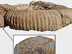 Rasenia cymodoce - Fossiles du jurassique Boulonnais