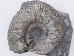 Rasenia sp - Fossiles du jurassique Boulonnais