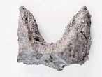 Support brachial d'Ammonites divers - fossiles du jurassique Boulonnais