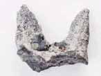 Support brachial d'Ammonites divers - fossiles du jurassique Boulonnais