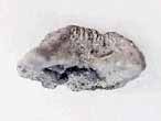 Support brachial d'Ammonites divers - fossiles du jurassique Boulonnais