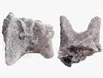 Support brachial d'Ammonites divers - fossiles du jurassique Boulonnais
