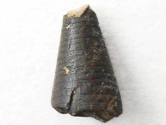 Blemnite : phragmocne