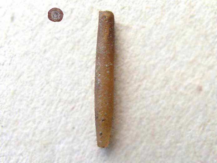 Blemnite: rostre