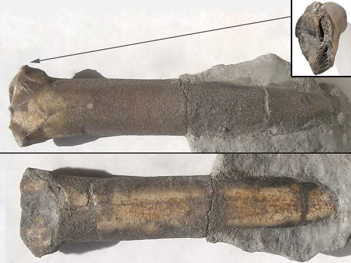 Blemnite: rostre fossiles jurassique Boulonnais