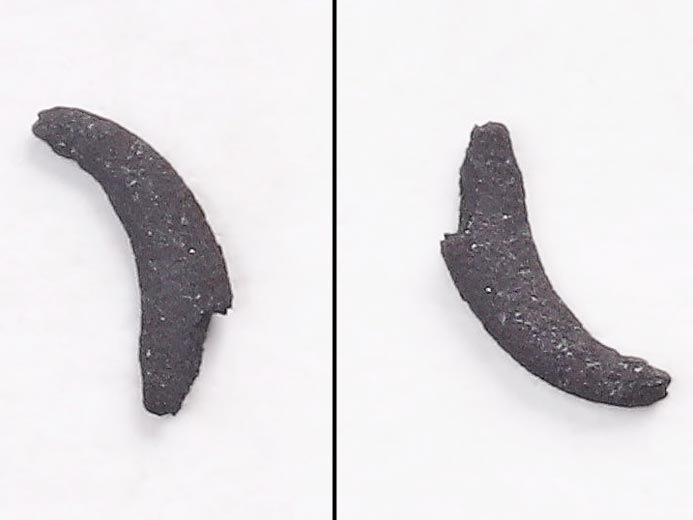 Micro-Onychites : crochet cphalopode fossile jurassique Boulonnais