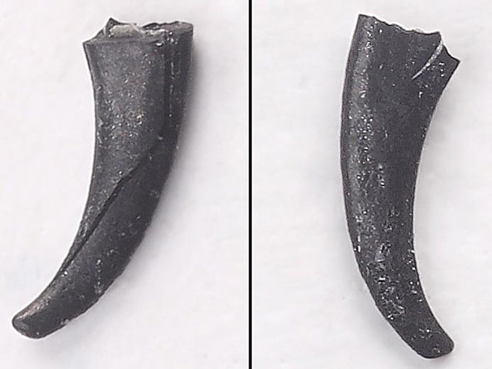 Micro-Onychites : crochet cphalopode fossile jurassique Boulonnais