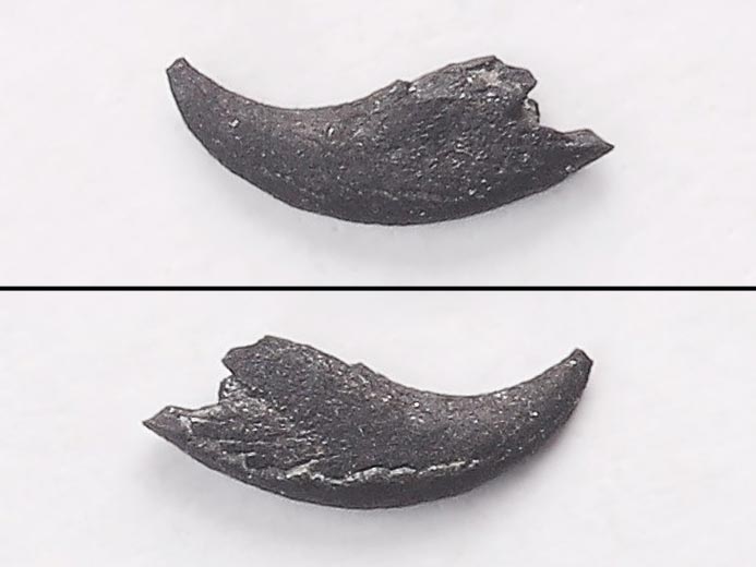 Micro-Onychites : crochet cphalopode fossile jurassique Boulonnais