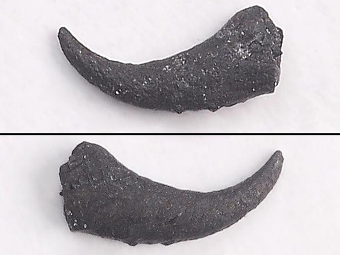 Micro-Onychites : crochet cphalopode fossile jurassique Boulonnais