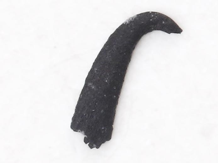 Micro-Onychites : crochet cphalopode fossile jurassique Boulonnais