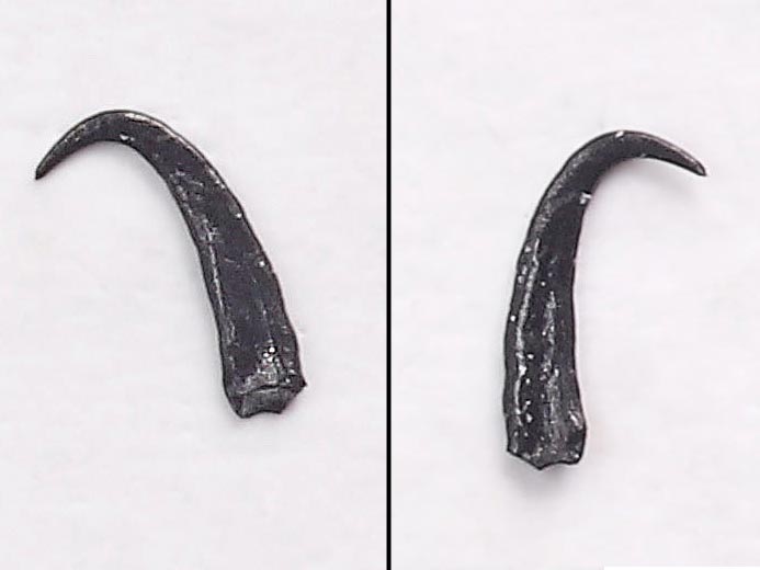 Micro-Onychites : crochet cphalopode fossile jurassique Boulonnais