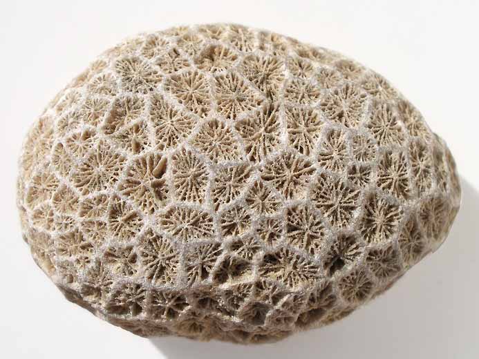 Corail fossile du jurassique Boulonnais