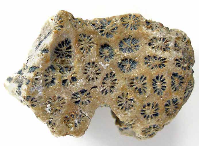 Coraux fossiles du jurassique Boulonnais