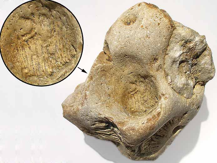 Corail fossile du jurassique Boulonnais