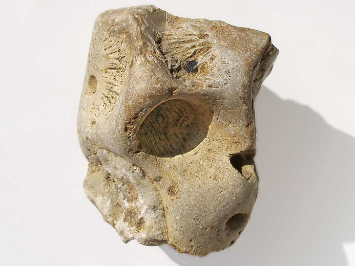 Corail fossile du jurassique Boulonnais