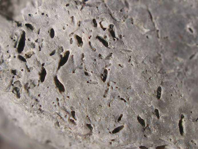 Cirripedes acrothoracica infestant une huitre fossile jurassique Boulonnais