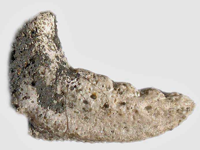 Dactyle de crustac anomoure Paguroide fossile du jurassique Boulonnais