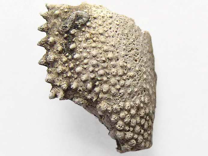 Propode de crustac anomoure Paguroide fossile du jurassique Boulonnais