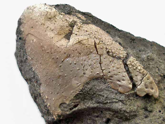 Propode de crustac anomoure Paguroide fossile du jurassique Boulonnais