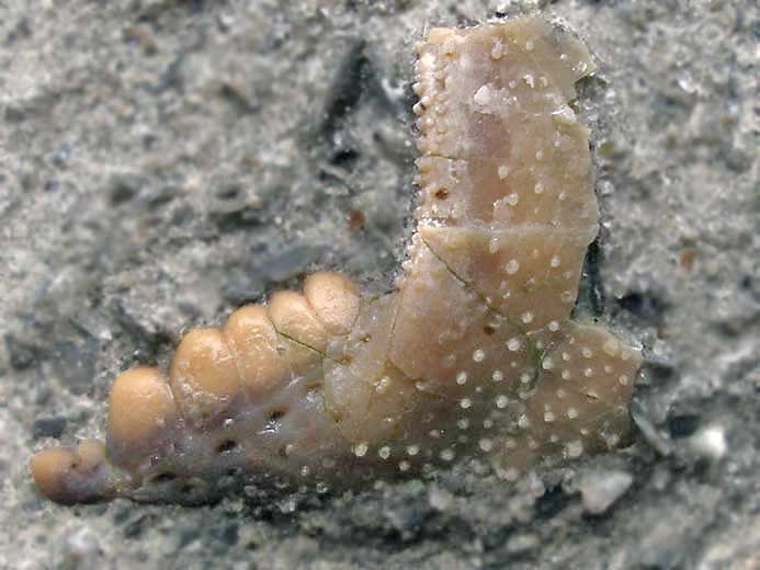 Dactyle de crustac anomoure Paguroide fossile du jurassique Boulonnais