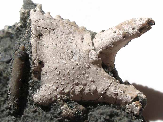 Paume de crustac anomoure Paguroide fossile du jurassique Boulonnais