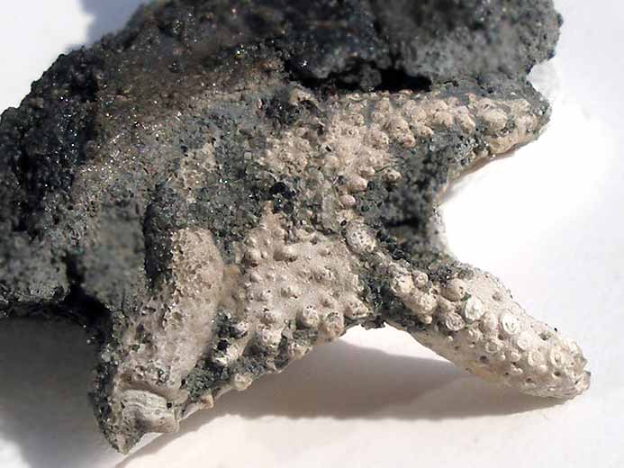 Paume de crustac anomoure Paguroide fossile du jurassique Boulonnais