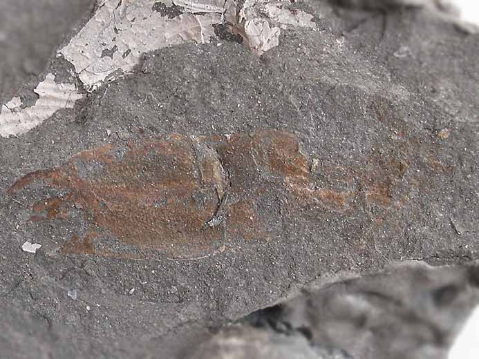 Paguroide Crustac fossile indtermin du jurassique Boulonnais