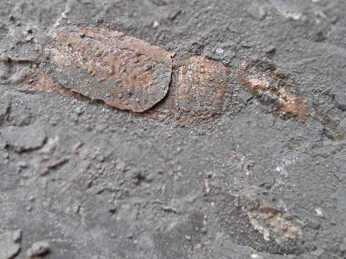 Propodes de crustac anomoure Paguroide fossile du jurassique Boulonnais
