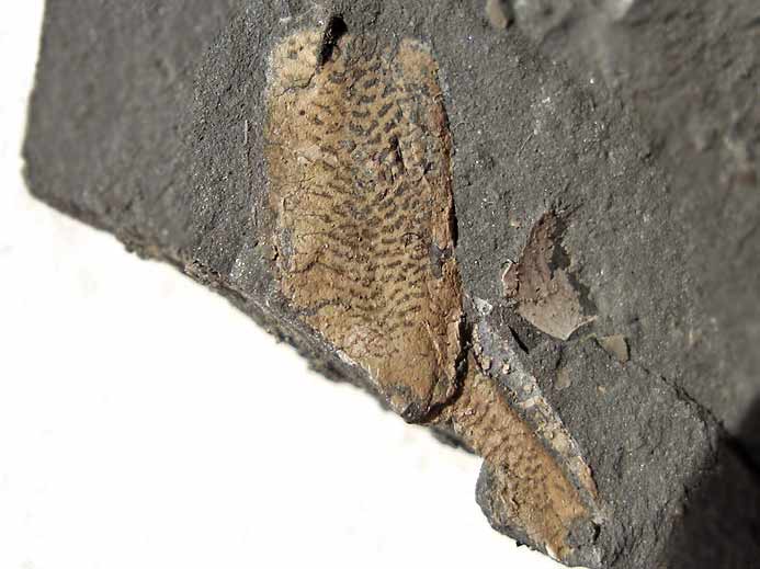 Paguroide Crustac fossile indtermin du jurassique Boulonnais