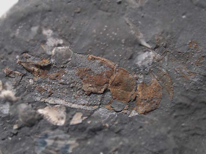 Paguroide Crustac fossile indtermin du jurassique Boulonnais