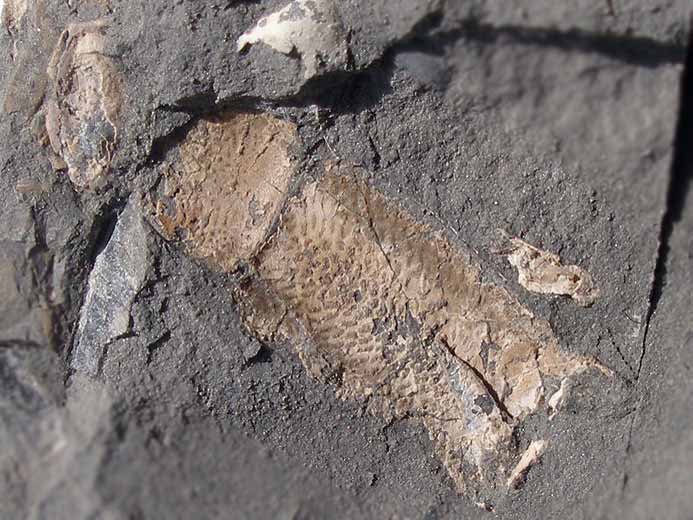 Paguroide Crustac fossile indtermin du jurassique Boulonnais